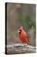 Nothern Cardinal-Gary Carter-Premier Image Canvas