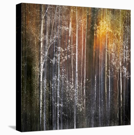 Nothing Gold Can Stay-Ursula Abresch-Premier Image Canvas