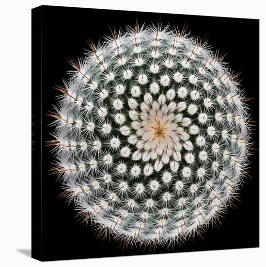 Notocactus Scopa-Victor Mozqueda-Stretched Canvas