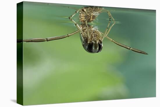 Notonecta Glauca (Water Boatman, Backswimmer)-Paul Starosta-Premier Image Canvas