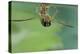 Notonecta Glauca (Water Boatman, Backswimmer)-Paul Starosta-Premier Image Canvas