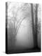 November Fog-Nicholas Bell-Premier Image Canvas