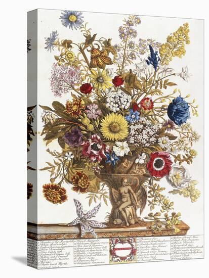 November, from 'Twelve Months of Flowers', 1730-Pieter Casteels-Premier Image Canvas