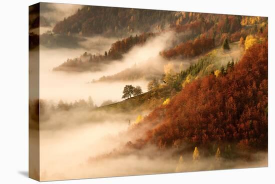 November's Fog-Bor-Premier Image Canvas