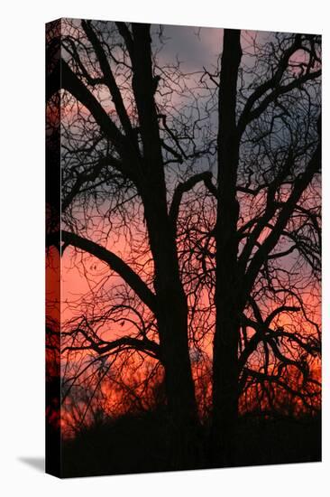 November Sunset Vertical-Robert Goldwitz-Premier Image Canvas