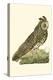 Nozeman Owls III-Nozeman-Stretched Canvas