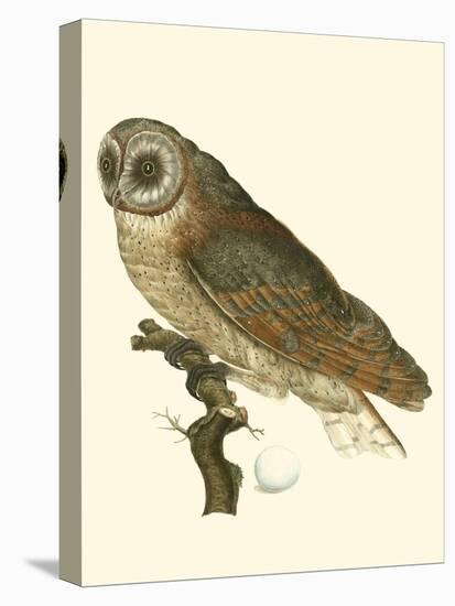 Nozeman Owls IV-Nozeman-Stretched Canvas