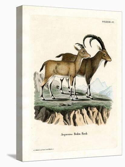 Nubian Ibex-null-Premier Image Canvas