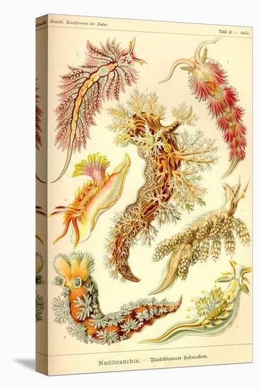 Nudibranch Gastropod Mollusks-Ernst Haeckel-Stretched Canvas