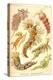 Nudibranch Gastropod Mollusks-Ernst Haeckel-Stretched Canvas