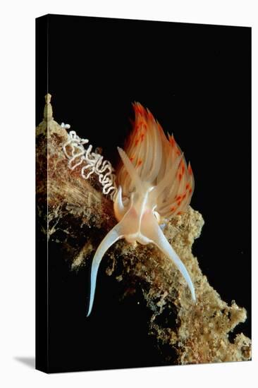 Nudibranch Laying Eggs (Godiva Banyulensis), Mediterranean Sea.-Reinhard Dirscherl-Premier Image Canvas