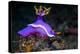 Nudibranch, Lembeh Strait, North Sulawesi, Indonesia-Georgette Douwma-Premier Image Canvas