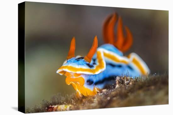 nudibranch on a coral reef, indonesia-alex mustard-Premier Image Canvas