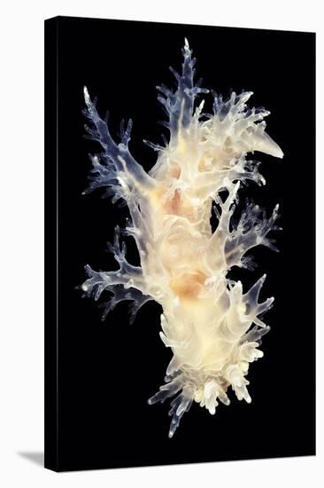 Nudibranch-Alexander Semenov-Premier Image Canvas