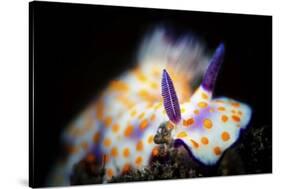Nudibranche-Barathieu Gabriel-Stretched Canvas