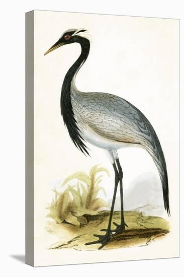 Numidian Crane,  from 'A History of the Birds of Europe Not Observed in the British Isles'-English-Premier Image Canvas