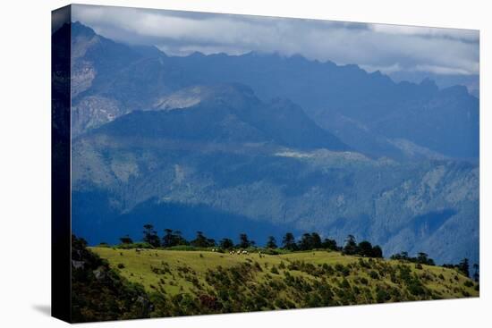 Nuns Gather Juniper from the High Mountains In, Bhutan (Photo)-null-Premier Image Canvas