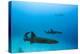 Nurse Shark and Caribbean Reef Shark, Maralliance, Half Moon Caye, Lighthouse Reef, Atoll, Belize-Pete Oxford-Premier Image Canvas