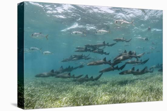 Nurse Shark and Horse-Eye Jacks, Shark Ray Alley, Hol Chan Marine Reserve, Belize-Pete Oxford-Premier Image Canvas