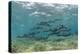 Nurse Shark and Horse-Eye Jacks, Shark Ray Alley, Hol Chan Marine Reserve, Belize-Pete Oxford-Premier Image Canvas