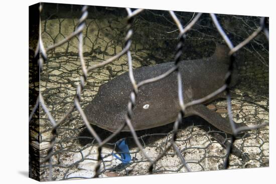 Nurse Shark (Ginglymostoma Cirratum) Young Caught in a Fishtrap-Alex Mustard-Premier Image Canvas