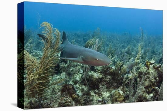 Nurse Shark, Hol Chan Marine Reserve, Belize-Pete Oxford-Premier Image Canvas