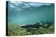 Nurse Shark, Marine Megafauna Research. Maralliance, Half Moon Caye, Lighthouse Reef, Atoll, Belize-Pete Oxford-Premier Image Canvas