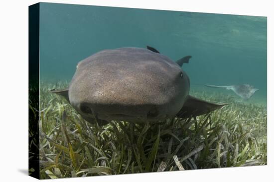 Nurse Shark over Turtle Grass. Lighthouse Reef, Atoll. Belize Barrier Reef. Belize-Pete Oxford-Premier Image Canvas