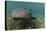 Nurse Shark over Turtle Grass. Lighthouse Reef, Atoll. Belize Barrier Reef. Belize-Pete Oxford-Premier Image Canvas