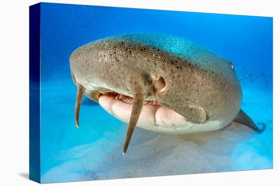 Nurse shark resting on the sand, Bahamas-Alex Mustard-Premier Image Canvas