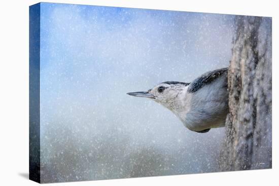 Nuthatch in the Snow-Jai Johnson-Premier Image Canvas