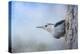 Nuthatch in the Snow-Jai Johnson-Premier Image Canvas