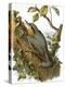 Nuthatch-English-Premier Image Canvas