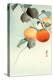 Nuthatcher Atop Persimmon-Koson Ohara-Premier Image Canvas