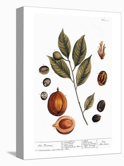 Nutmeg, 1735-Elizabeth Blackwell-Premier Image Canvas