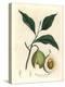 Nutmeg and Mace Tree, Myristica Moschata, Myristica Fragrans-James Sowerby-Premier Image Canvas