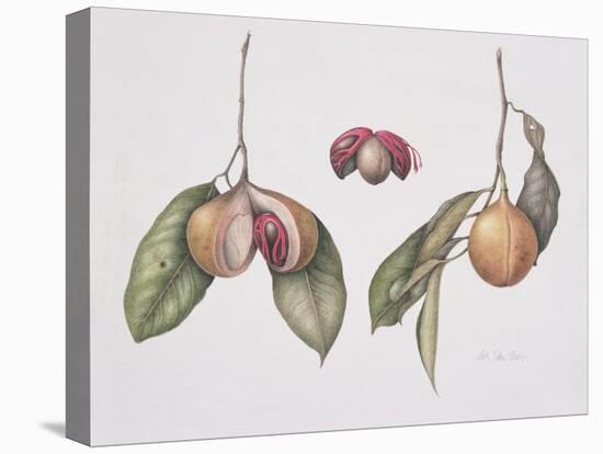 Nutmeg (Myristica Fragrans) 2004-Margaret Ann Eden-Premier Image Canvas