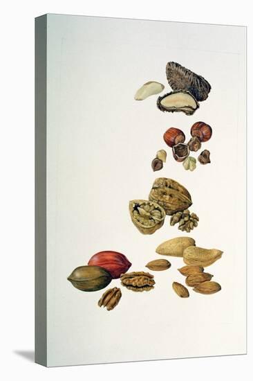 Nuts-Felicity House-Premier Image Canvas