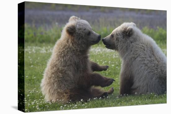 Nuzzling Grizzly Bear Cubs-W. Perry Conway-Premier Image Canvas