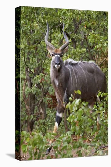 Nyala (Tragelaphus Angasii) Buck, Kruger National Park, South Africa, Africa-James Hager-Premier Image Canvas