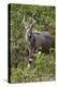 Nyala (Tragelaphus Angasii) Buck, Kruger National Park, South Africa, Africa-James Hager-Premier Image Canvas