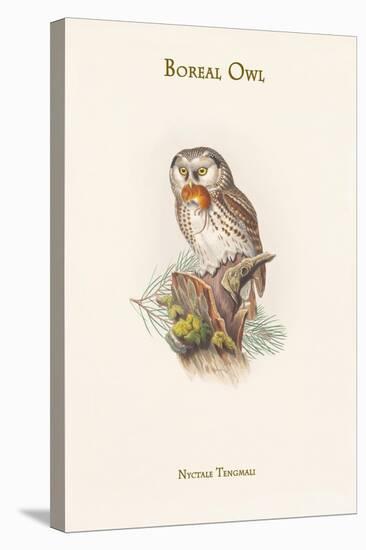 Nyctale Tengmali - Boreal Owl-John Gould-Stretched Canvas