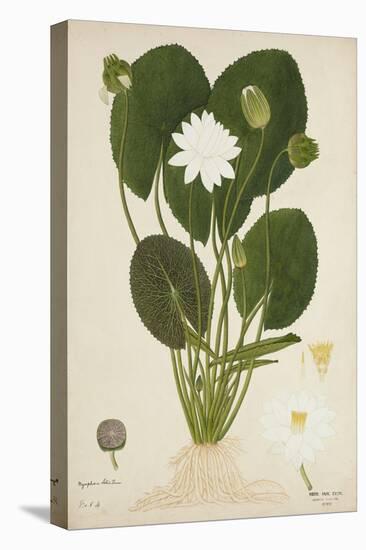 Nymphaea Lotus Linn, 1800-10-null-Premier Image Canvas