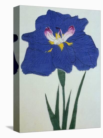 O-Sho-Kun Book of a Blue Iris-Stapleton Collection-Premier Image Canvas