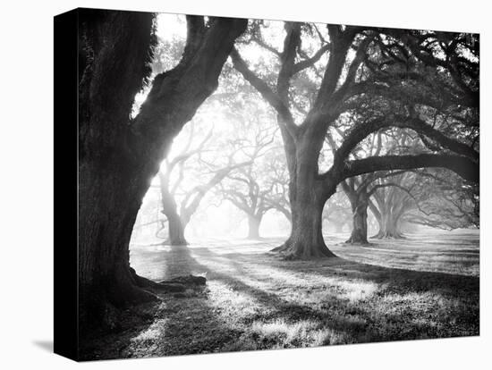 Oak Alley, Light and Shadows-William Guion-Stretched Canvas