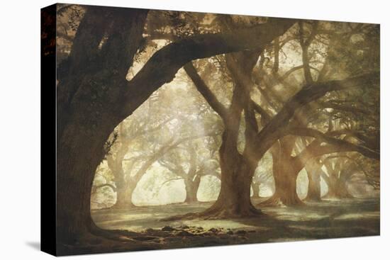 Oak Alley Morning Light-William Guion-Stretched Canvas