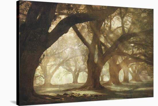 Oak Alley Morning Light-William Guion-Stretched Canvas