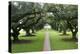 Oak Alley Plantation, Alley of Oaks, Virginia Live Oaks, Louisiana, USA-Jamie & Judy Wild-Premier Image Canvas