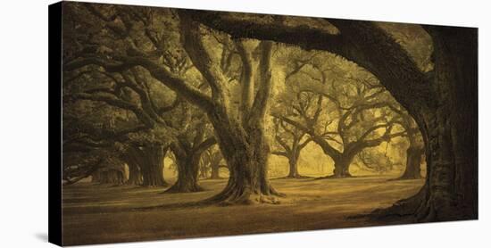 Oak Alley West Row-William Guion-Stretched Canvas