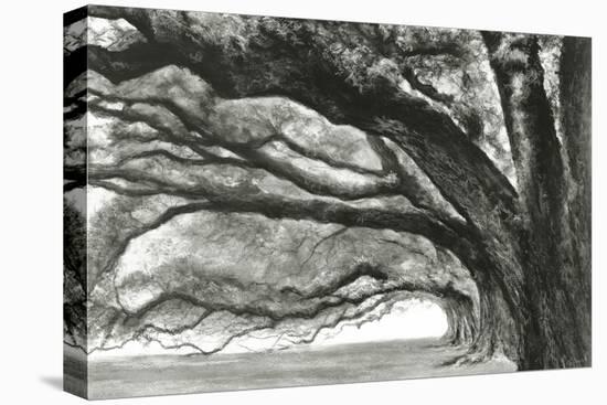 Oak Alley-Jill Tishman-Premier Image Canvas